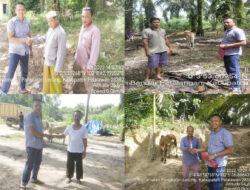 Tak Surut …! PT. Makmur Andalan Sawit Berikan Bantuan 4 Ekor Sapi ke Desa Sekitar