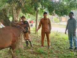 PT Surya Bratasena Plantation Salurkan 8 Ekor Hewan Kurban ke 8 Desa