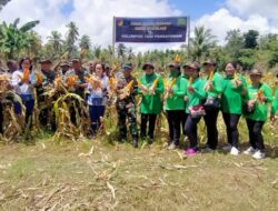 Dandim Pimpin Panen Perdana Jagung Bersama Kelompok Tani Binaan Koramil 02/Lirung Kodim 1312/Talaud