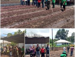 Waspada Ketahanan Pangan Babinsa Kerjasama Dengan Pemerintah Kecamatan Beo Utara Laksanakan Gentana