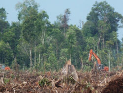 Kembali, 200 Hektare Lahan Riau Dikuasai Perorangan. Copot Kadis DLHK Riau Maamun Murod, Karena Lalai