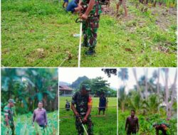 Babinsa Bersama Pemerintah Desa Buka Lahan Kebun Stanting