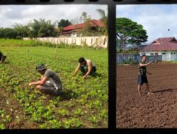 Kebun Program Pengendalian Inflasi Kodim 1322/Talaud Sudah Kelihatan Hasilnya