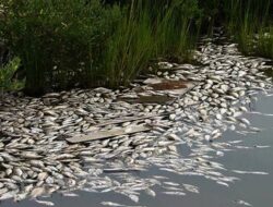 Ribuan Ikan Mati di Sungai Napuh Hebohkan Warga Desa Tanjung Beringin