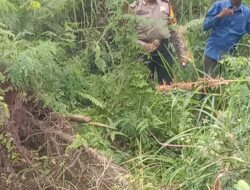 Gempar…!!! Telah Ditemukan Mayat Dijalan Lintas Timur Desa T. Manuk