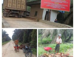 Melawan Negara, Diduga Manajemen PT. MAL Kerahkan Seluruh Karyawan Panen Sawit Secara Ilegal