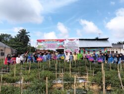 Panen Raya Perdana: Sinergi Baznas Dengan Forkopimcam Bandar Seikijang Wujudkan Ketahanan Pangan
