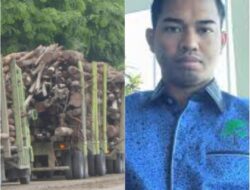Greenwashing PT RAPP, Olah Kayu Ilegal dari Skema Sosial dan Merusak Lingkungan