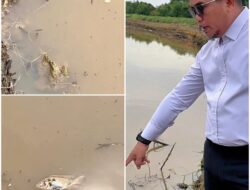 Ribuan Ikan Mati di Sungai Pangkalan Kerinci, Bupati Zukri Turun Langsung ke Lokasi