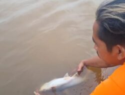 Warga Minta Presiden Prabowo-Gibran Perhatikan Fenomena Ikan Mati di Sungai Kampar