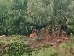 Heboh! Tiga Ekor Harimau Sumatra Muncul di Tepi Jalan Desa Pulau Muda, Warga Resah