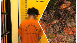 Diduga Curi TBS Sawit, Seorang Pemuda Diamankan Polsek Logas Tanah Darat