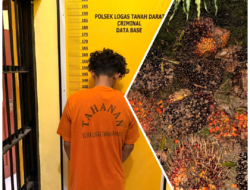 Diduga Curi TBS Sawit, Seorang Pemuda Diamankan Polsek Logas Tanah Darat