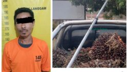Pencuri Buah Kelapa Sawit di Pelalawan Dibekuk Polisi!