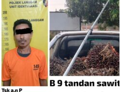 Pencuri Buah Kelapa Sawit di Pelalawan Dibekuk Polisi!
