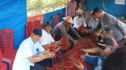 Bupati Pelalawan H. Zukri SE, MM dan Ketua DPRD Pelalawan Hadiri Panen Cabe Desa Kuala Panduk dan Penutupan Lomba Ketinting Bupati Cup Tahun 2026