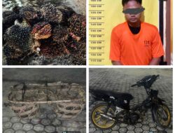 Pencurian Buah Kelapa Sawit di Kerumutan, Pelalawan, Berhasil Digagalkan