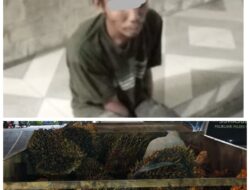 Polres Pelalawan amankan Pencurian Buah Kelapa Sawit di PT. Costa Kerumutan Pelalawan