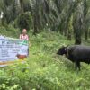 Sambut Hari Raya Idul Adha, PT Musim Mas Salurkan Hewan Qurban di Desa Sekitar Perusahaan