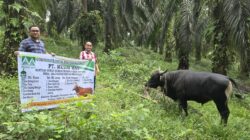 Sambut Hari Raya Idul Adha, PT Musim Mas Salurkan Hewan Qurban di Desa Sekitar Perusahaan