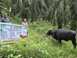 Sambut Hari Raya Idul Adha, PT Musim Mas Salurkan Hewan Qurban di Desa Sekitar Perusahaan