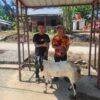 PT. Wahana Inti Sawit Salurkan Hewan Qurban ke Tiga Masjid di Kecamatan Langgam