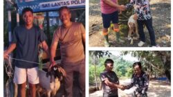 Sambut Idul Adha 1447 H, CV Anugerah AR Maulana Salurkan Hewan Kurban untuk Masyarakat dan Polres Pelalawan