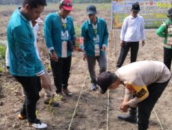 Polsek Pangkalan Kuras Dampingi KUD Sawit Harapan Jaya Tanam Jagung 3 Hektar Program Ketahanan Pangan